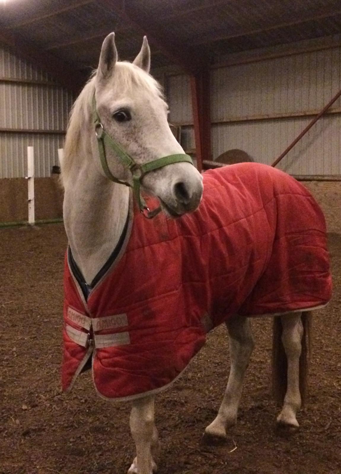 Anden særlig race Gadehøjs Caridee Himmelhest billede 1