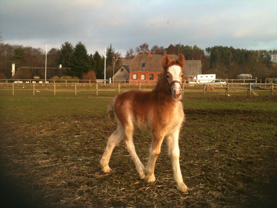 Irish Cob Lenders Kelleigh of Clan Loughlin billede 9