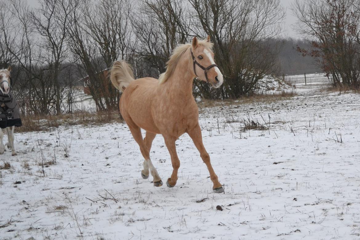 Anden særlig race GOLDEN DANCER (Lille Mus) billede 14