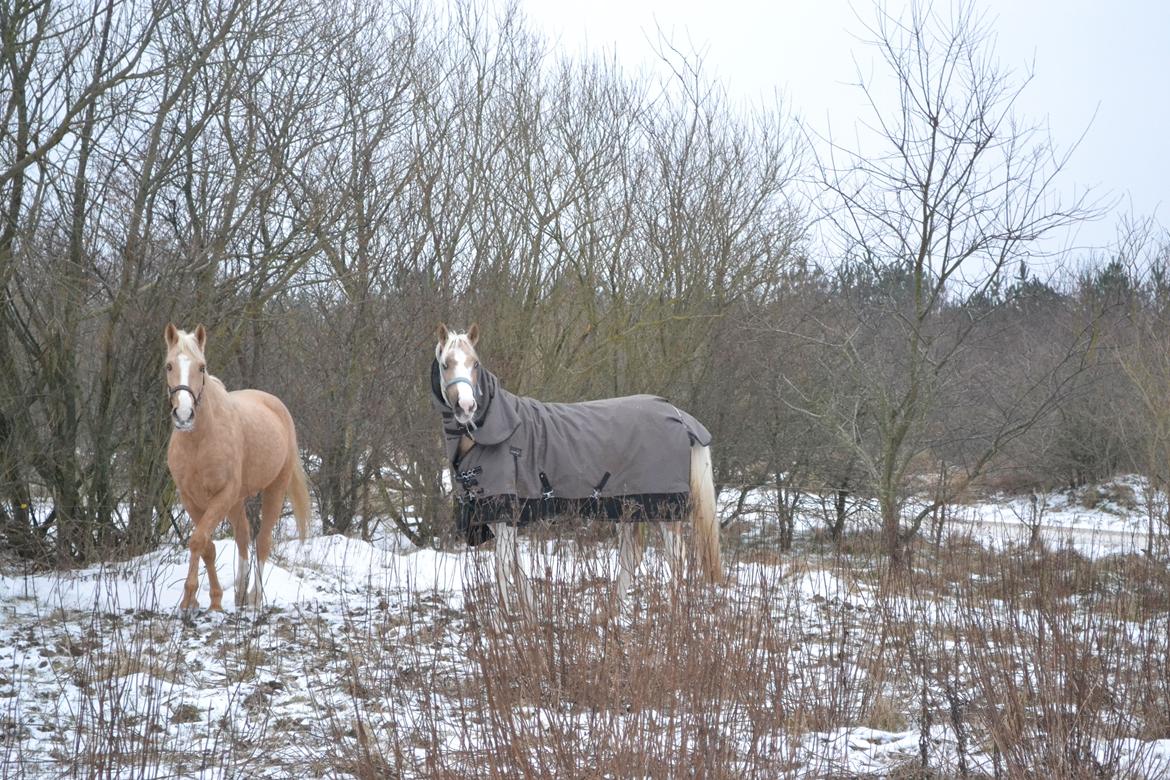Anden særlig race GOLDEN DANCER (Lille Mus) billede 15