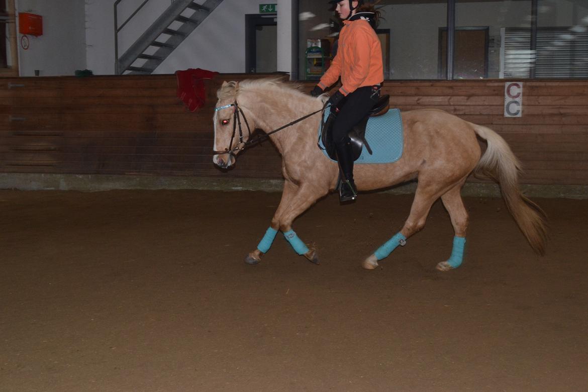 Anden særlig race GOLDEN DANCER (Lille Mus) billede 19