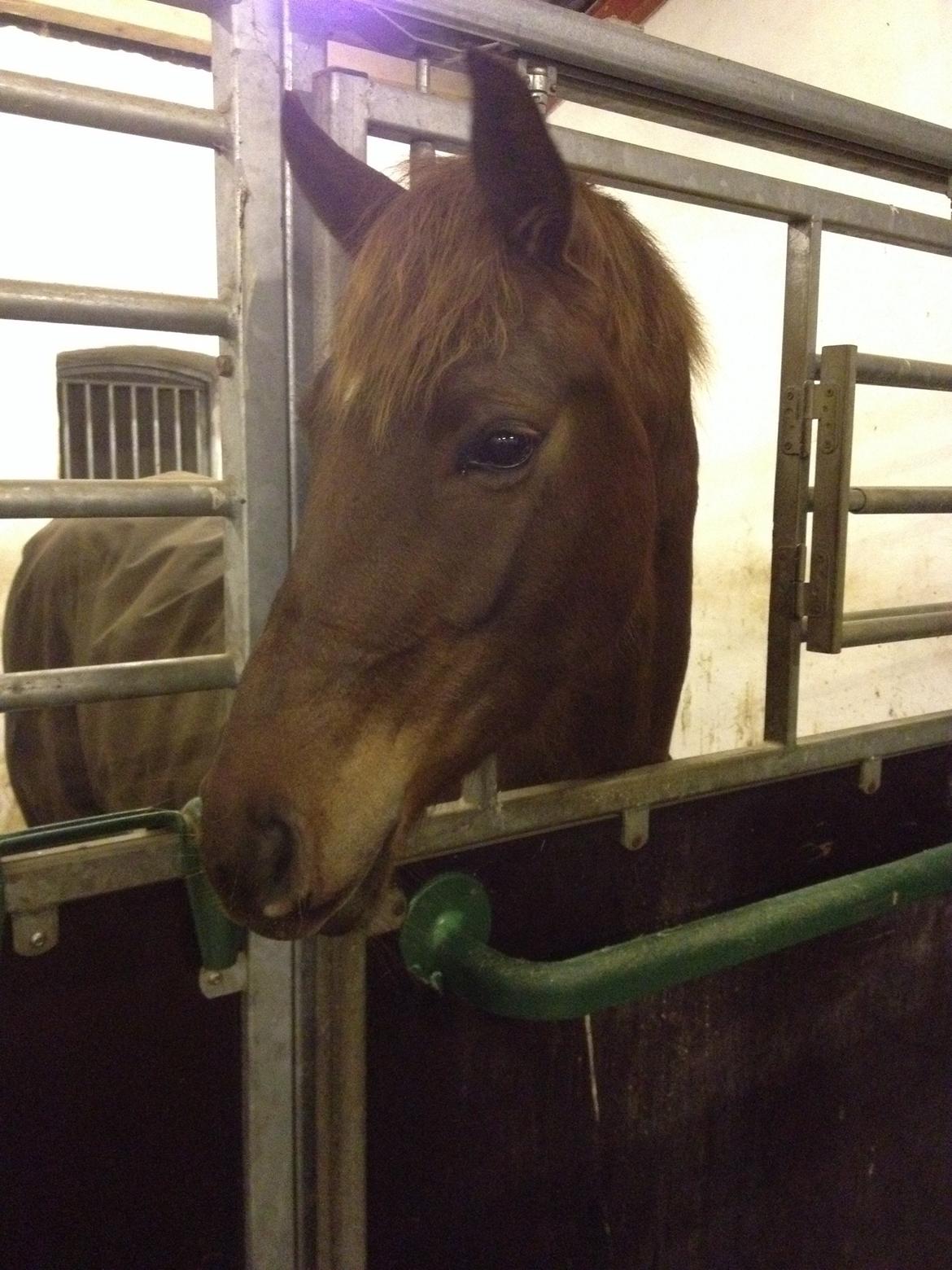 Dansk Varmblod Skovbo`s Romina billede 18