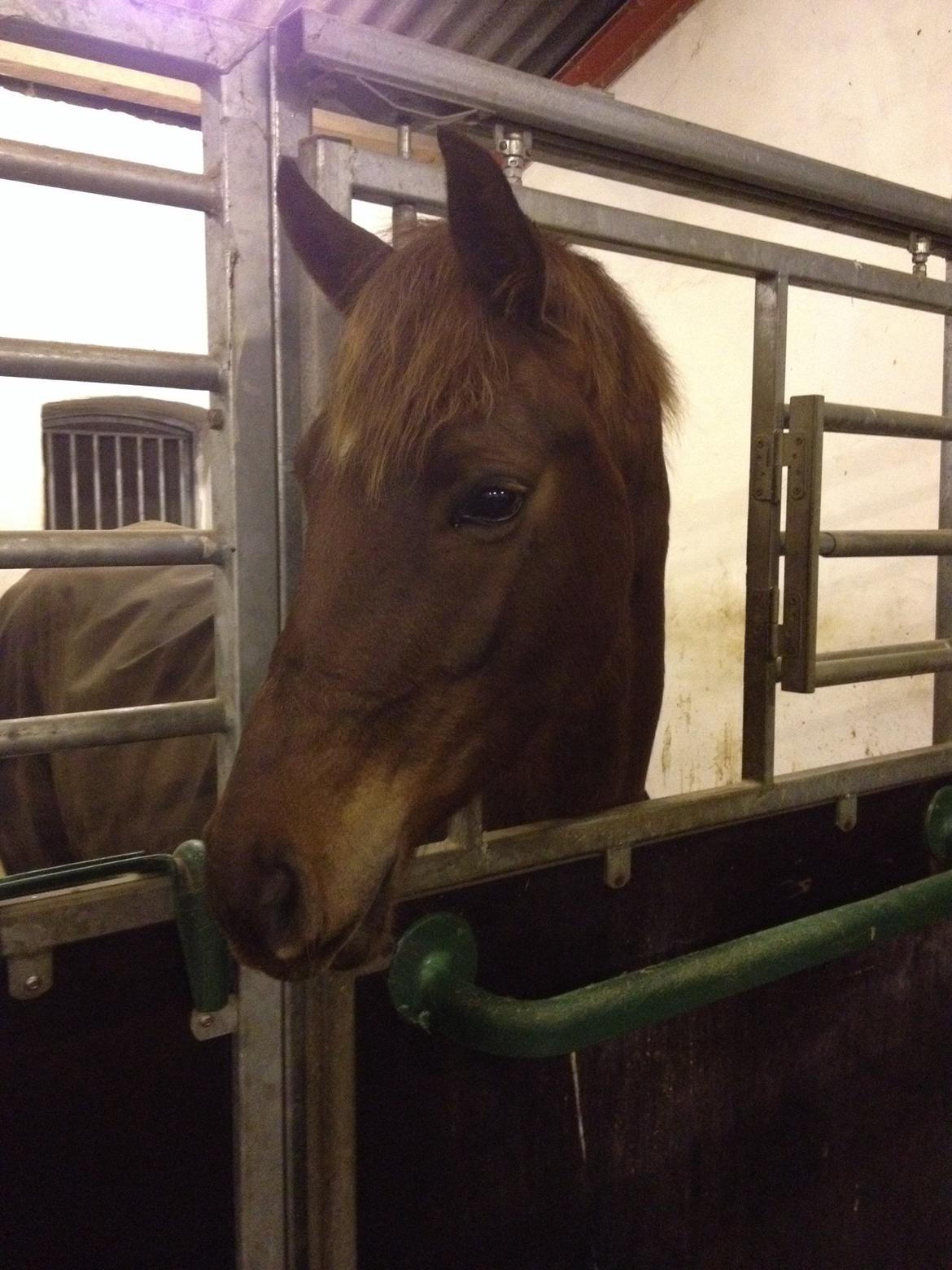 Dansk Varmblod Skovbo`s Romina billede 19