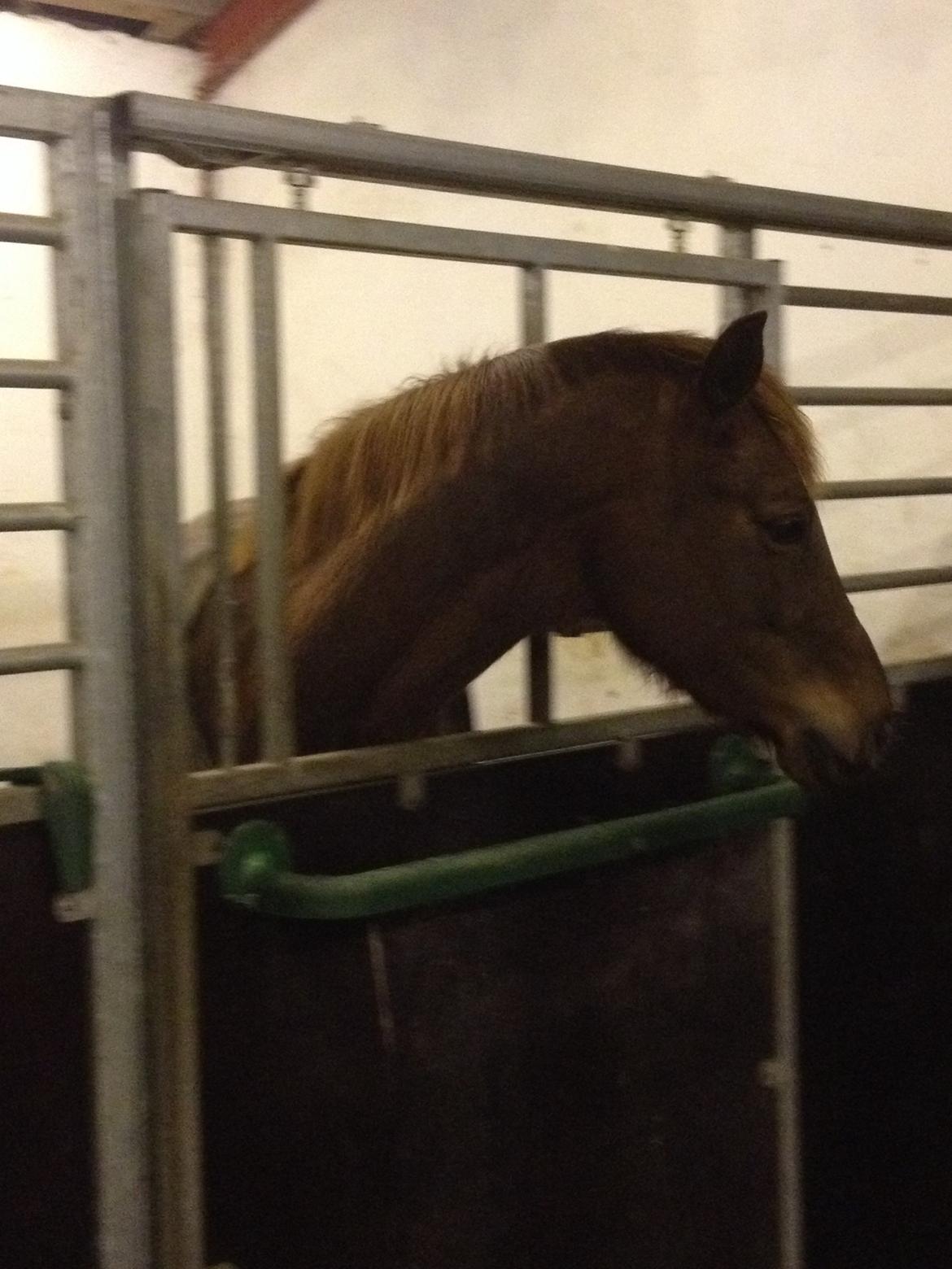 Dansk Varmblod Skovbo`s Romina billede 20