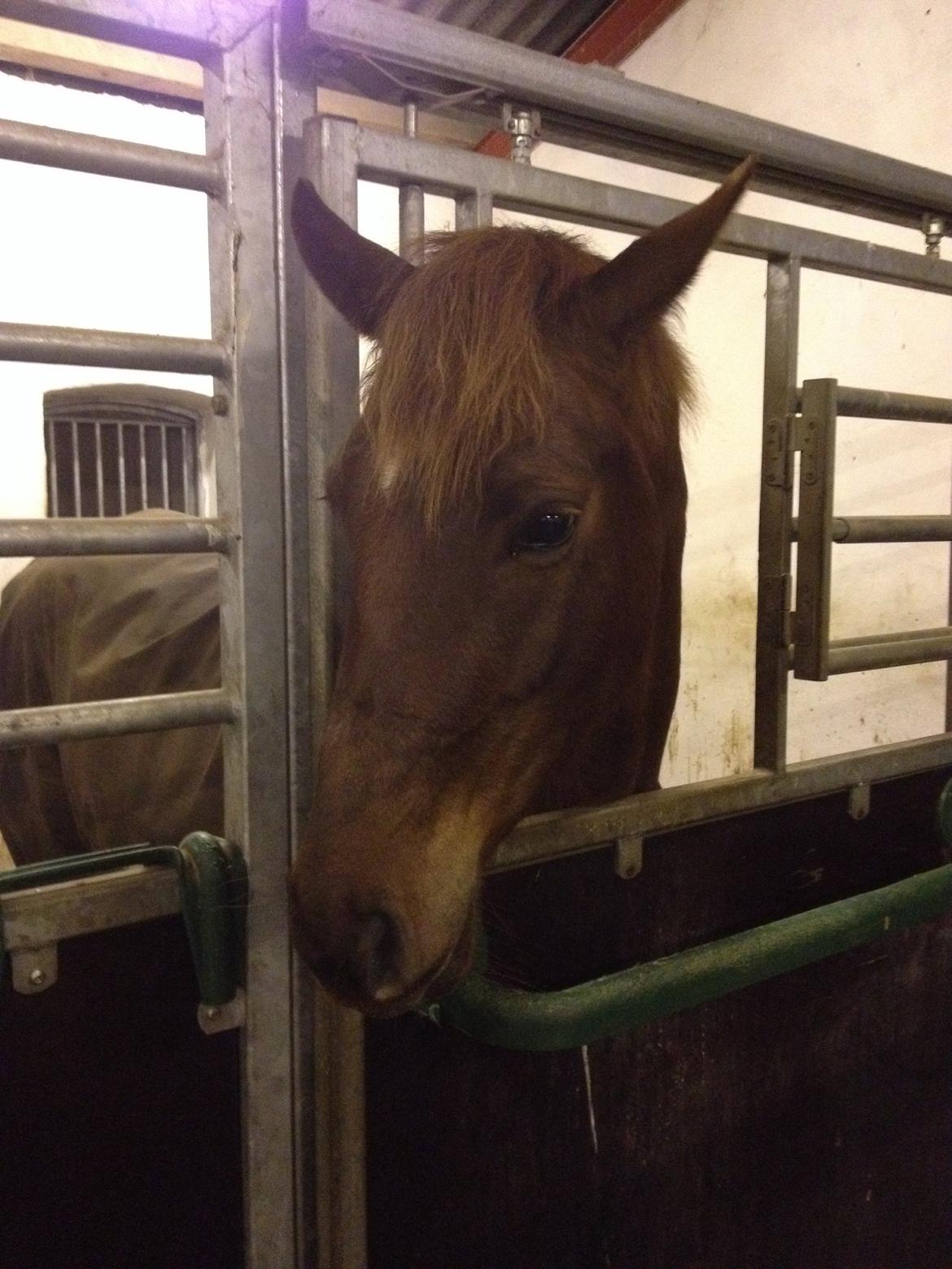 Dansk Varmblod Skovbo`s Romina billede 21