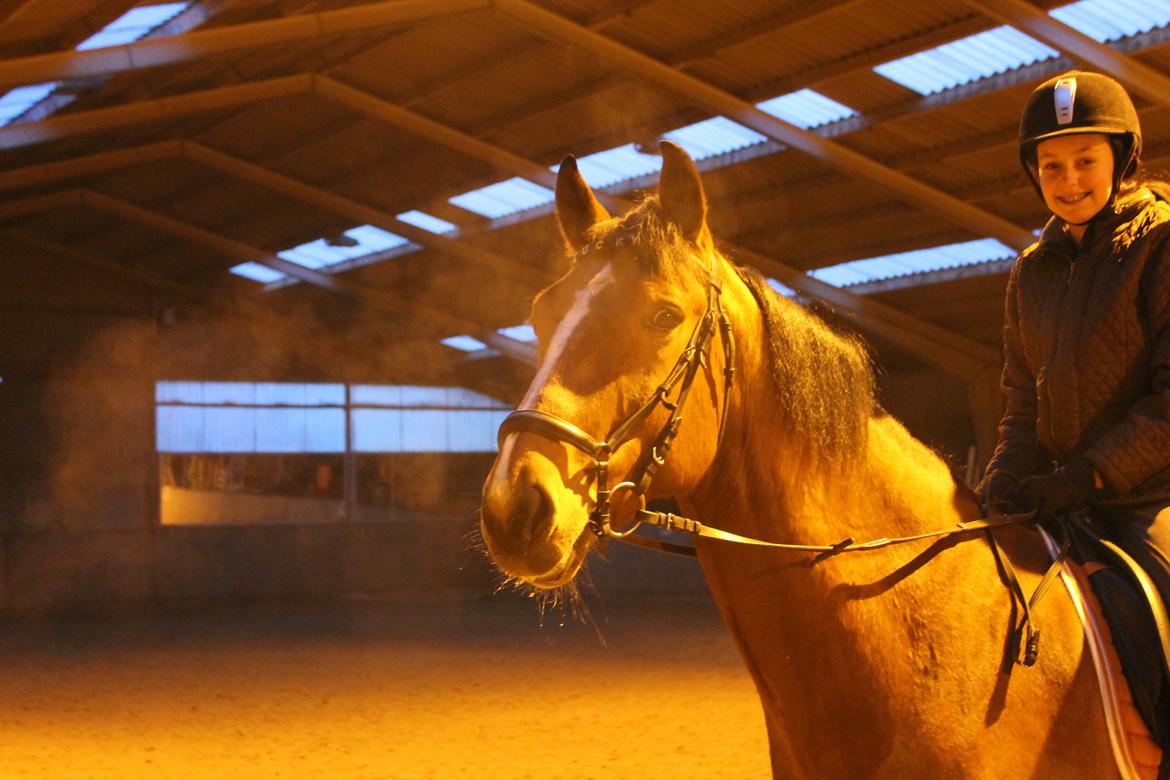 Dansk Varmblod Westergaardens Lucky Star billede 5