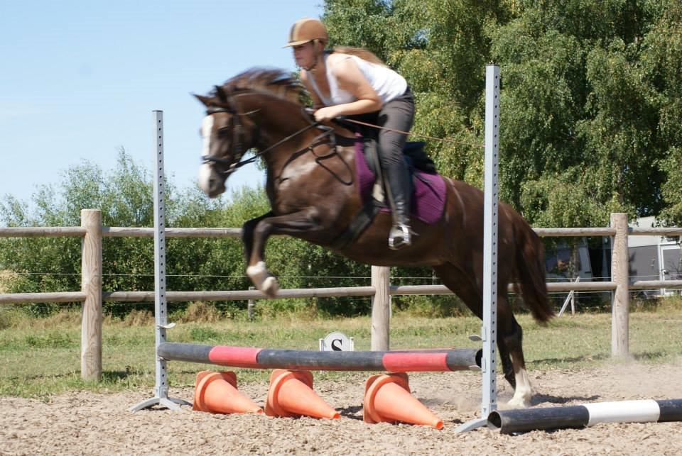 Anden særlig race Honey (Har redet) billede 15