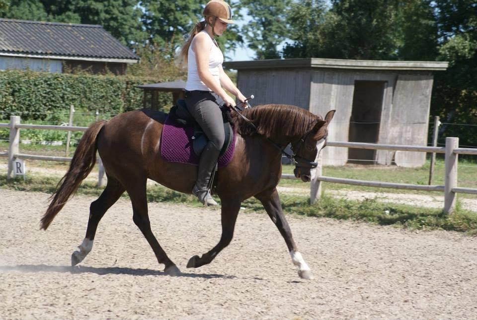 Anden særlig race Honey (Har redet) billede 11