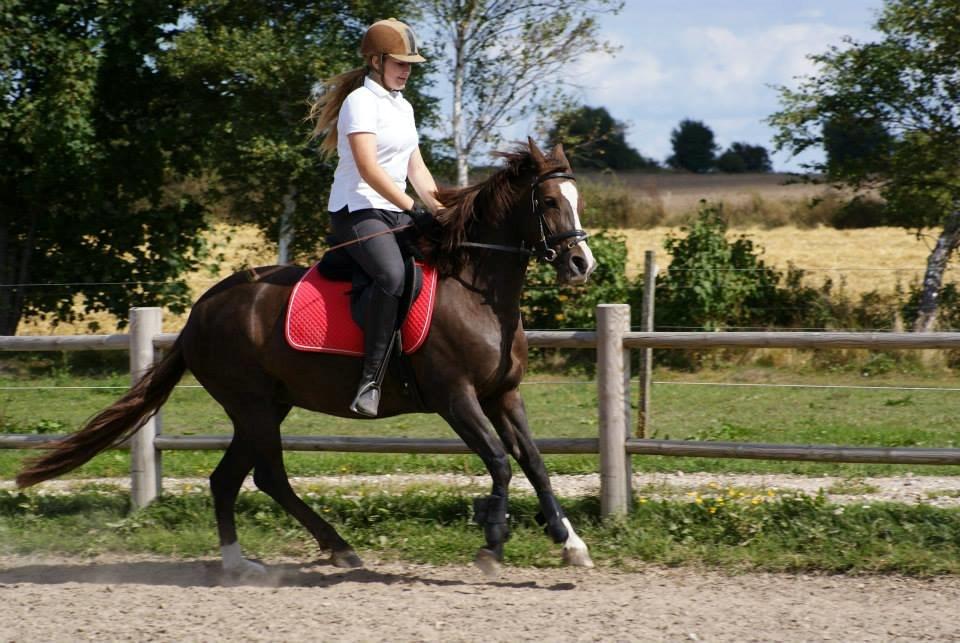 Anden særlig race Honey (Har redet) billede 9
