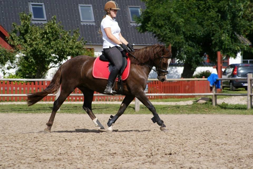 Anden særlig race Honey (Har redet) billede 8