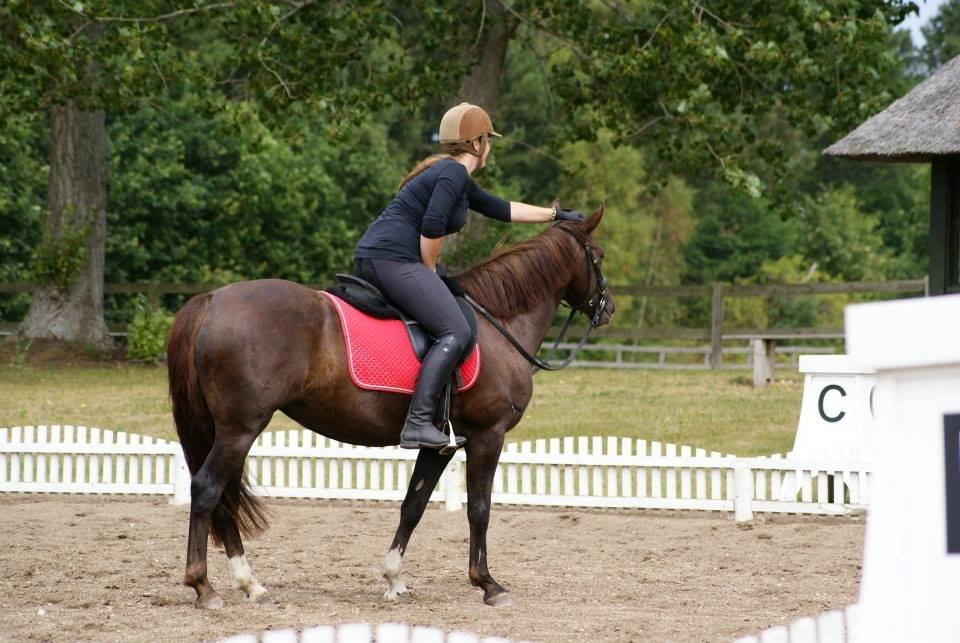 Anden særlig race Honey (Har redet) billede 4
