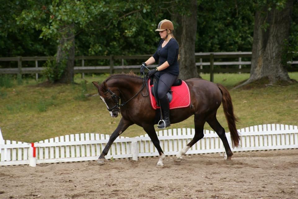 Anden særlig race Honey (Har redet) billede 3