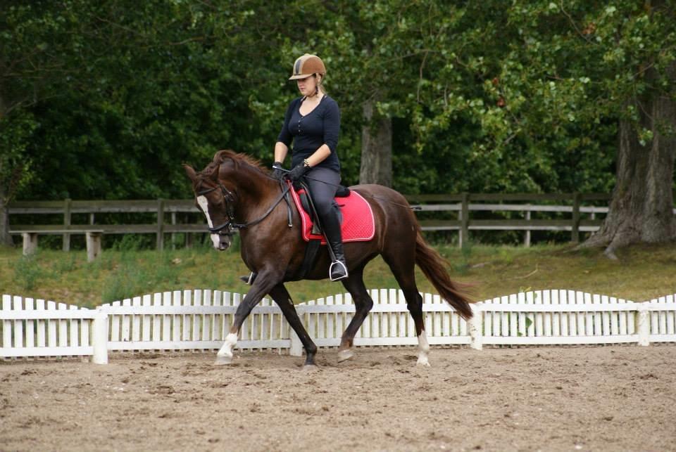 Anden særlig race Honey (Har redet) billede 2