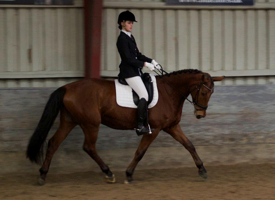 Dansk Varmblod Grusgård's Moon Light - Første LA2 til 63,3% <3 billede 2