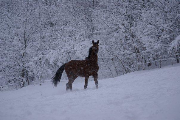 Dansk Varmblod Grusgård's Moon Light billede 17