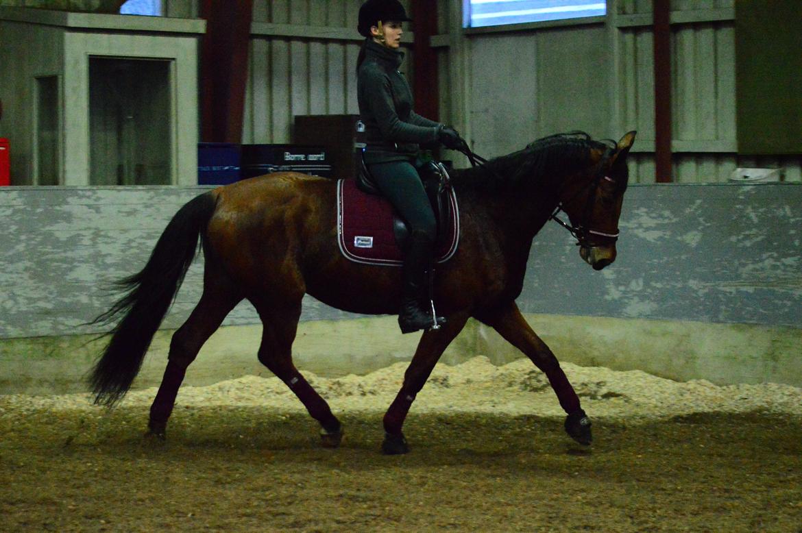 Dansk Varmblod Grusgård's Moon Light billede 18