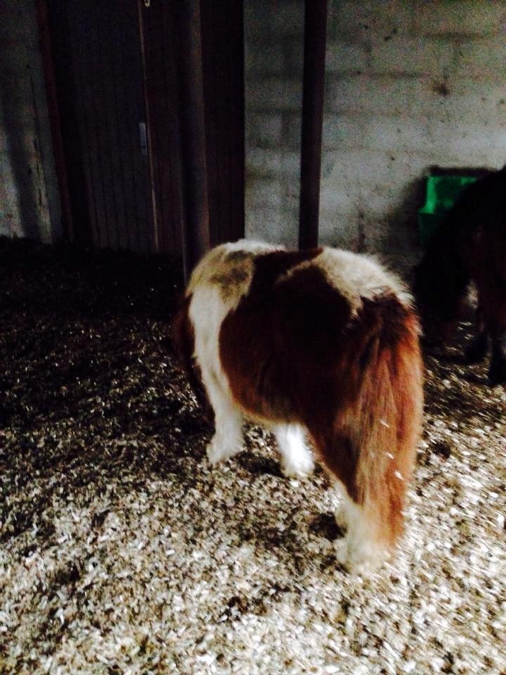 Anden særlig race Askepot (Potten) billede 10