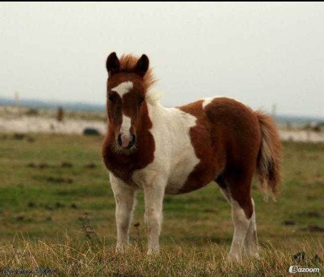 Anden særlig race Askepot (Potten) billede 1