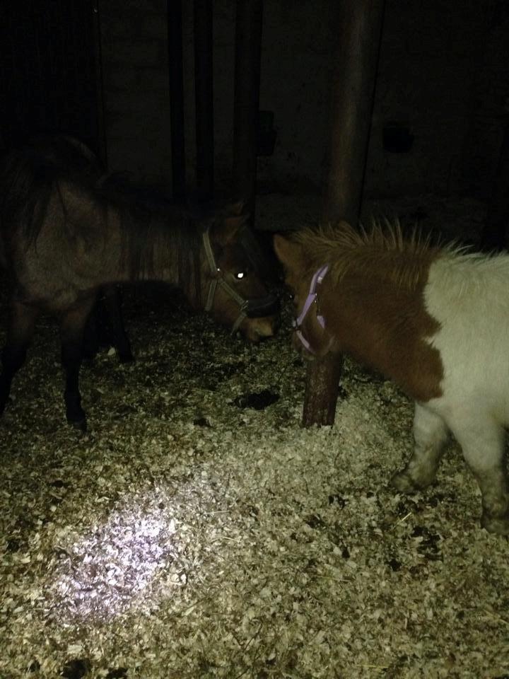 Anden særlig race Askepot (Potten) billede 3