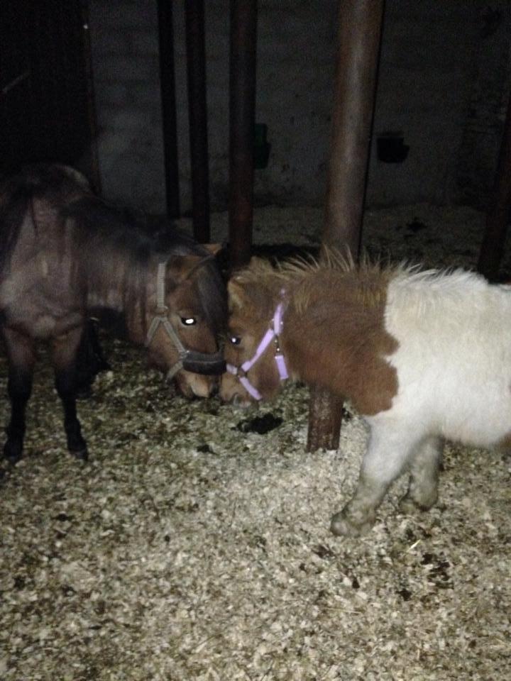 Anden særlig race Askepot (Potten) billede 4