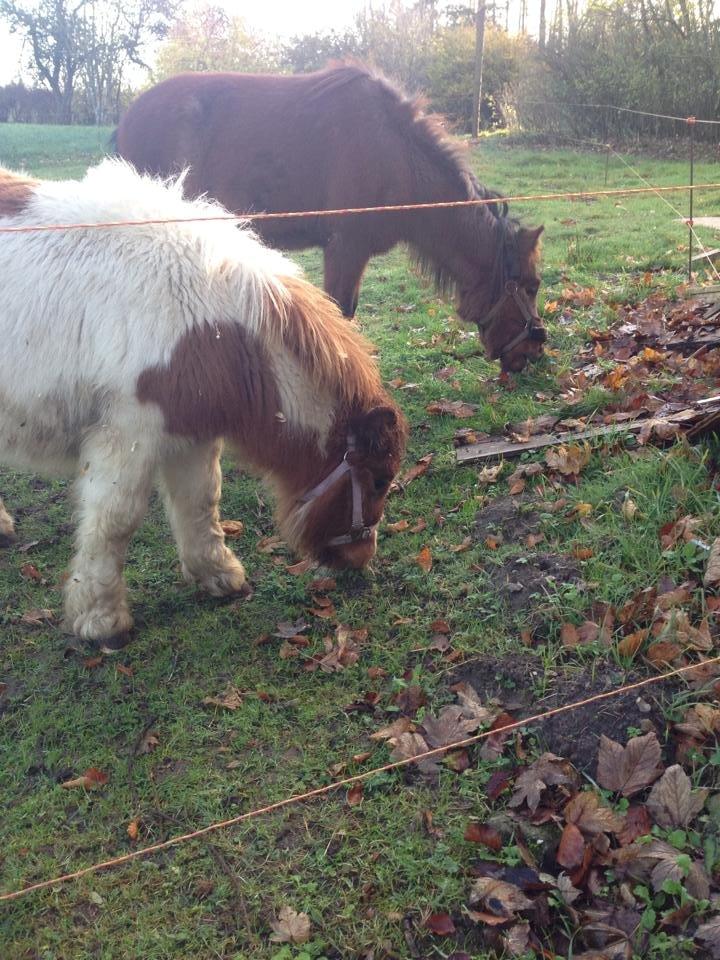 Anden særlig race Askepot (Potten) billede 5