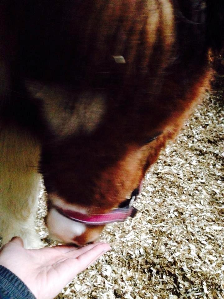 Anden særlig race Askepot (Potten) billede 2