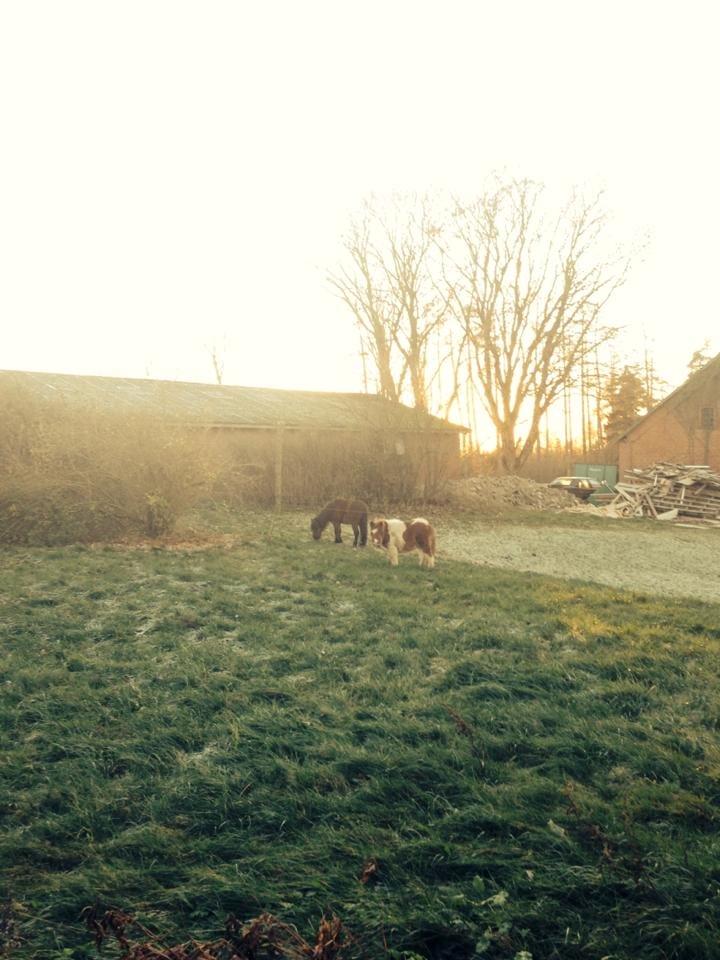 Anden særlig race Askepot (Potten) billede 7