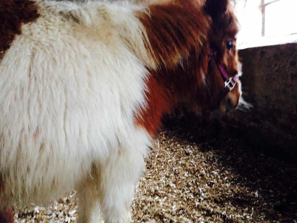 Anden særlig race Askepot (Potten) billede 8