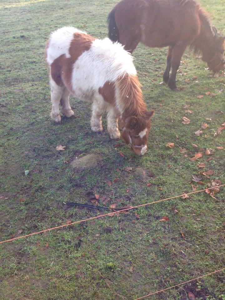 Anden særlig race Askepot (Potten) billede 9