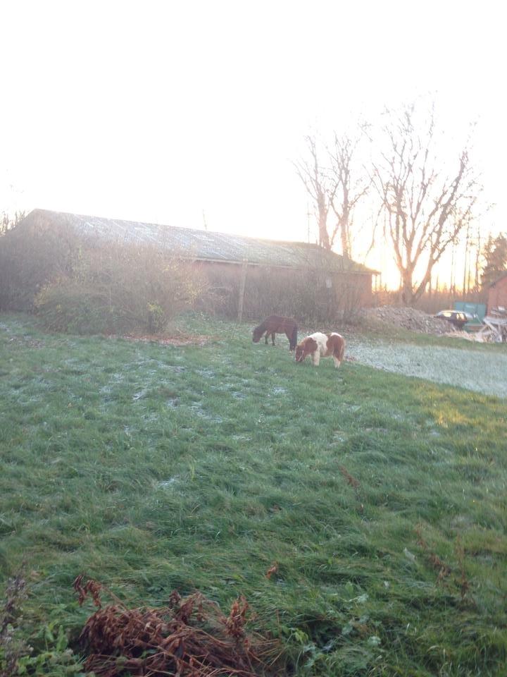 Anden særlig race Askepot (Potten) billede 11