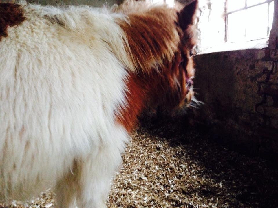 Anden særlig race Askepot (Potten) billede 6