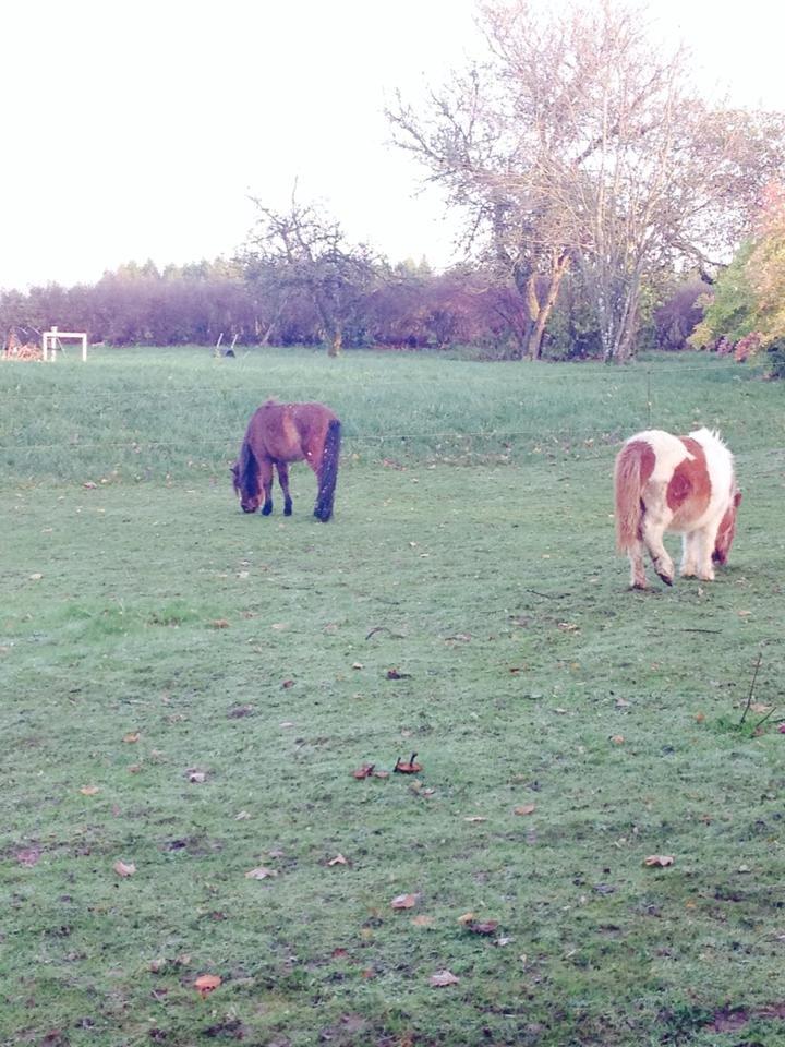 Anden særlig race Askepot (Potten) billede 13