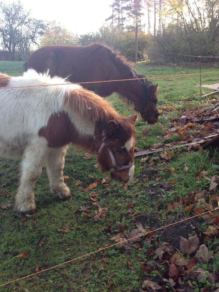 Anden særlig race Askepot (Potten) billede 14