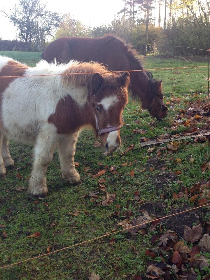 Anden særlig race Askepot (Potten) billede 12