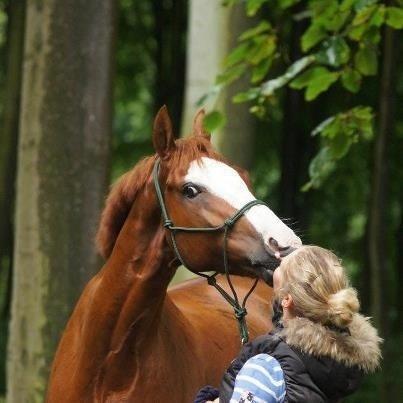 Welsh Partbred (Sec F) Indrino billede 7