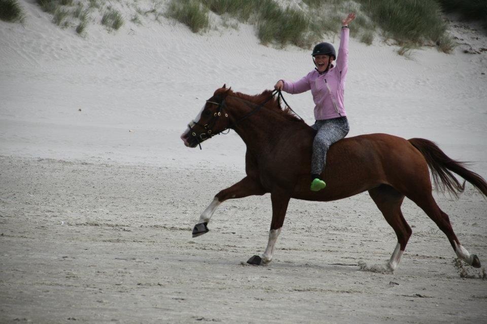 Welsh Partbred (Sec F) Indrino billede 8