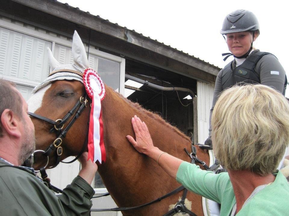 Welsh Partbred (Sec F) Indrino billede 9