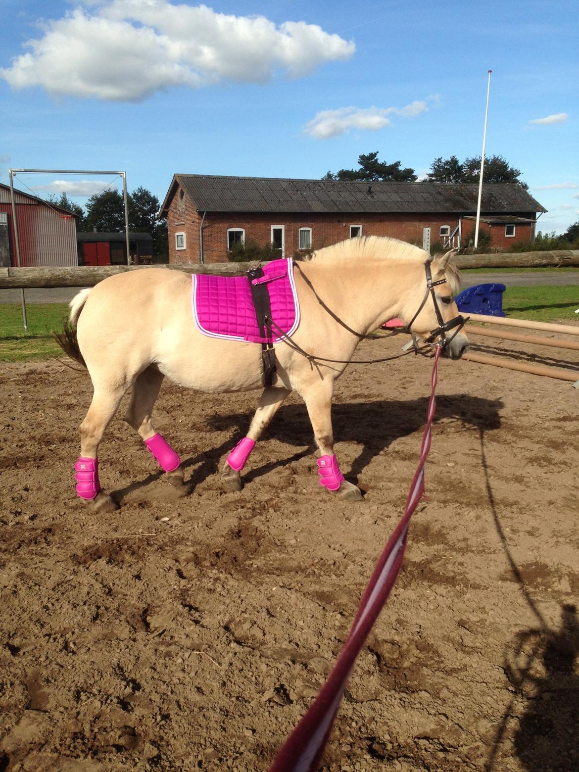 Fjordhest Thilde billede 13