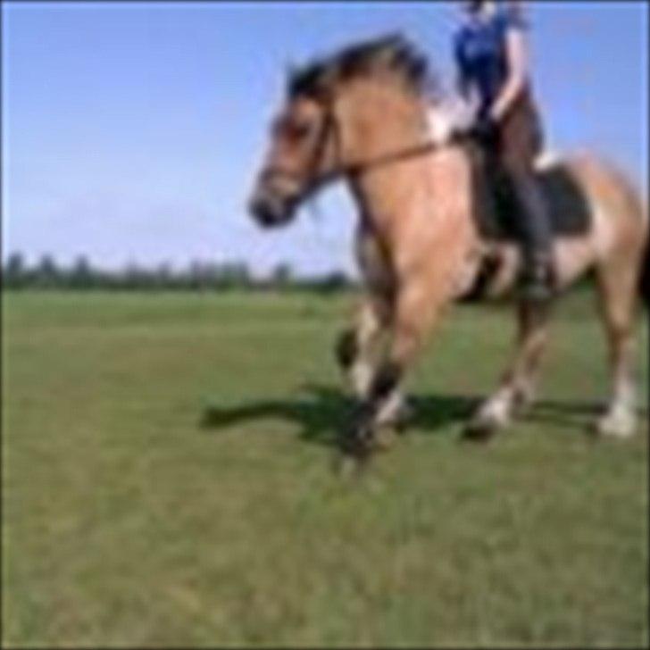 Anden særlig race B.S - Undskyld kvaliteten  billede 7