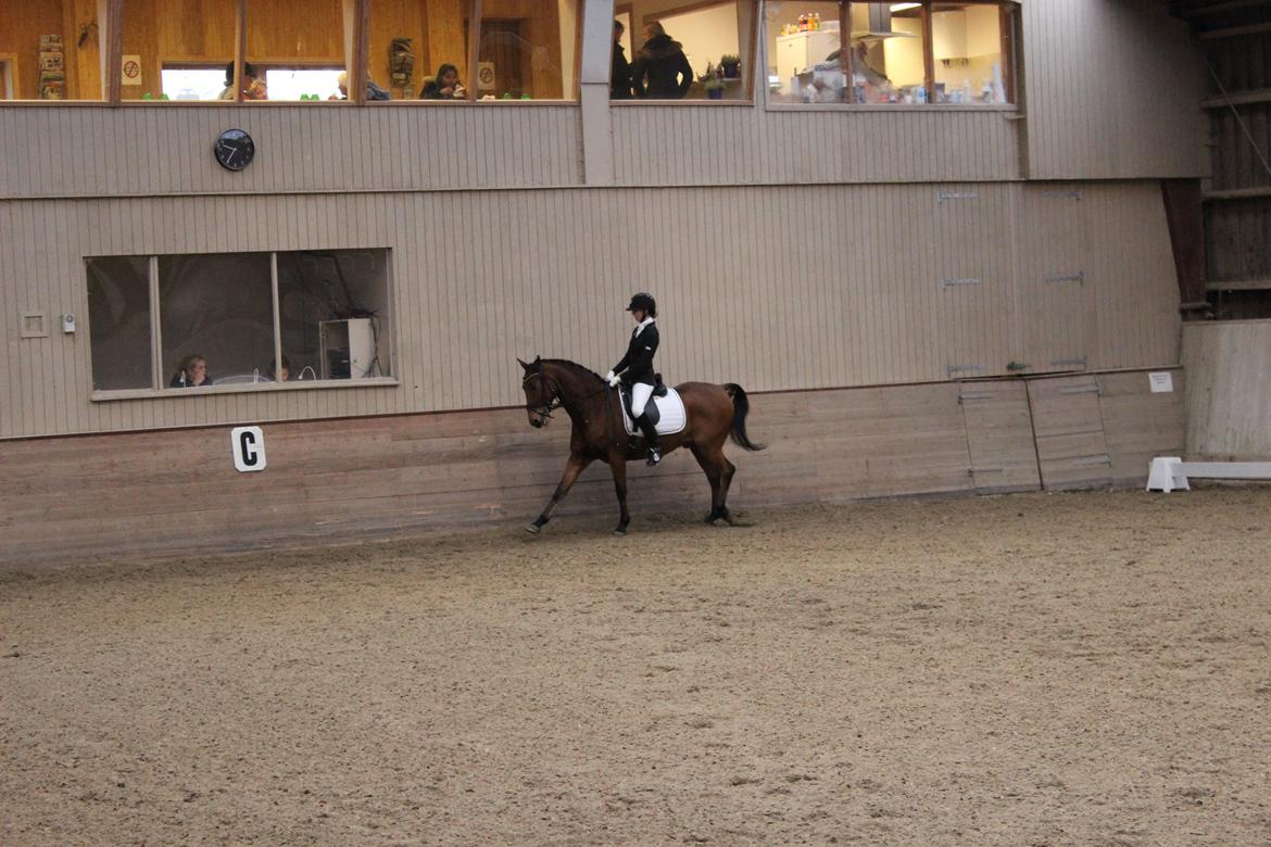 Anden særlig race Dick Turpin B-pony ti l sa lg billede 16