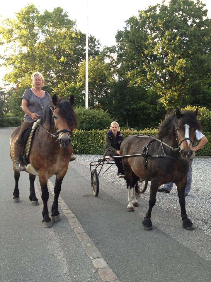 Nordsvensk Skovhest Nanny billede 7