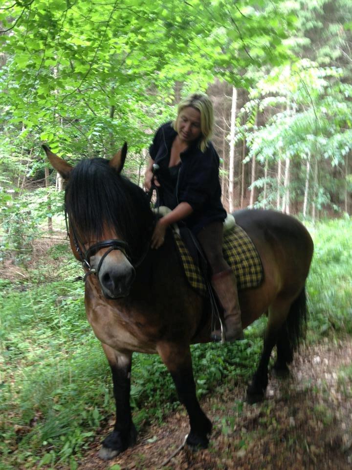 Nordsvensk Skovhest Nanny billede 10