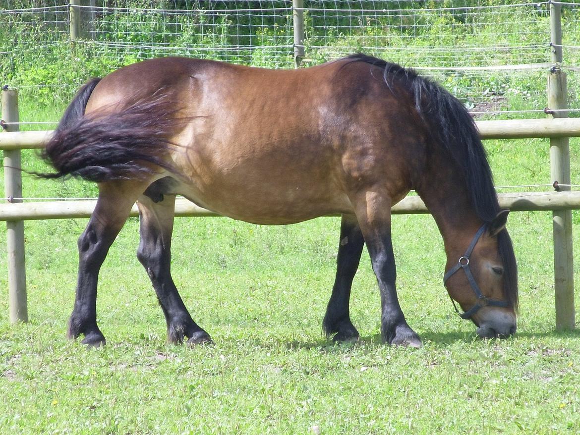 Nordsvensk Skovhest Nanny billede 12