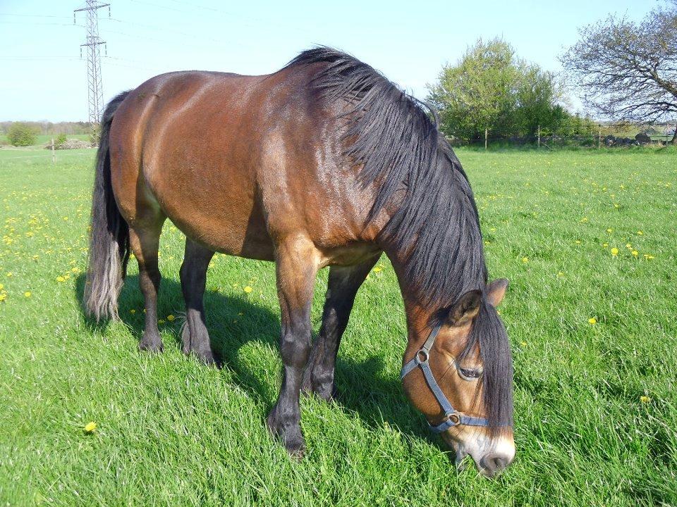 Nordsvensk Skovhest Nanny billede 2