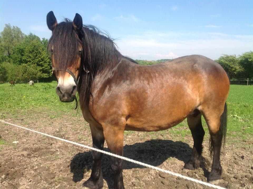 Nordsvensk Skovhest Nanny billede 3