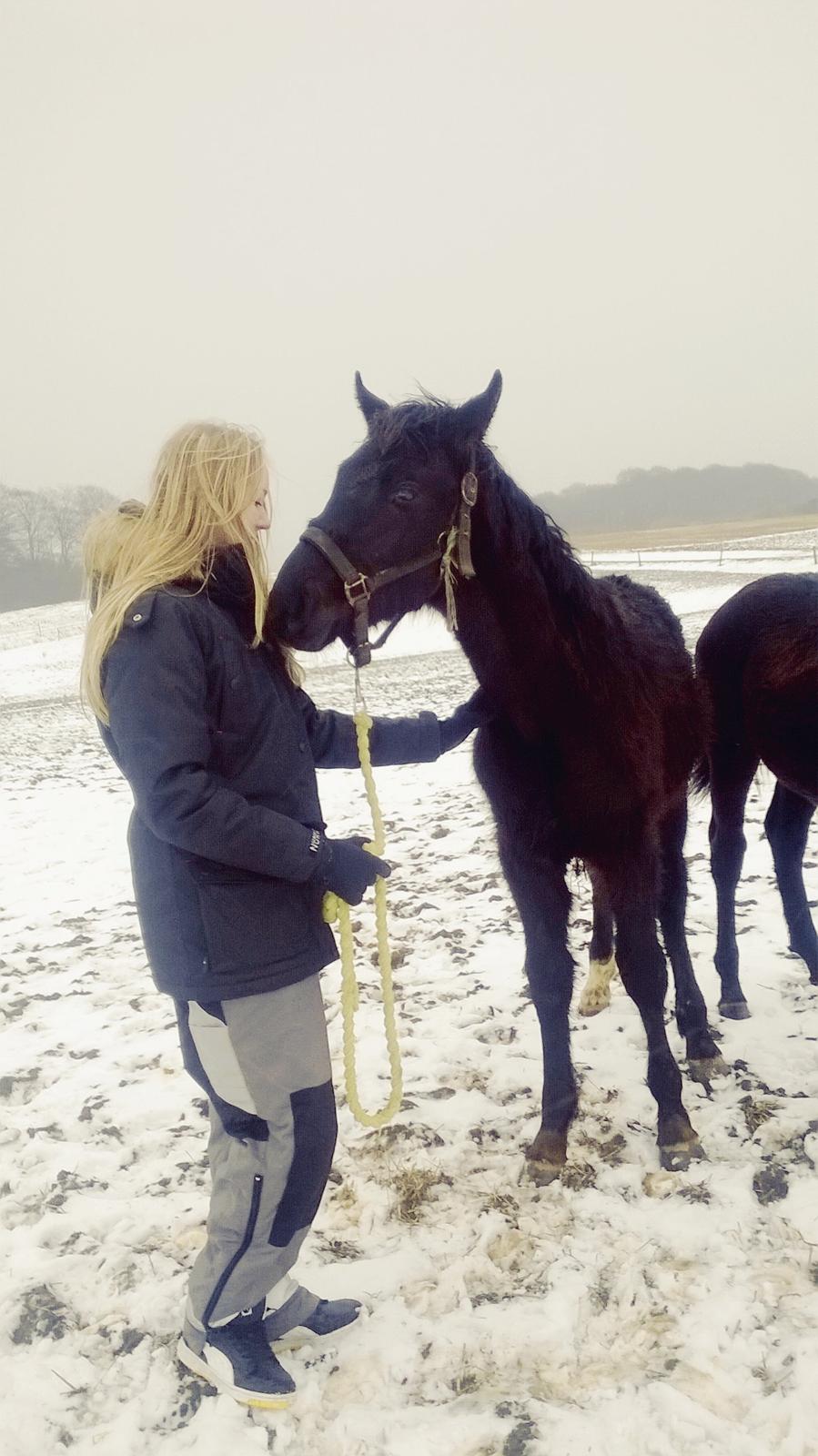 Oldenborg Matinique <3 billede 12