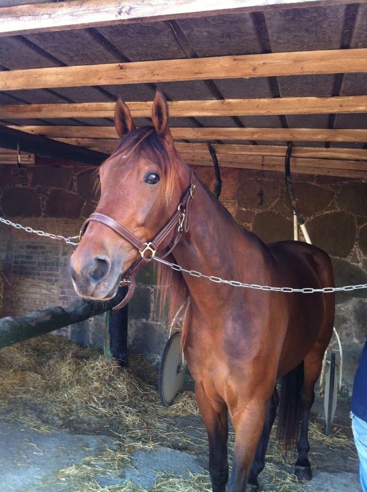 Traver Rain Man H - Smukke fyr billede 2