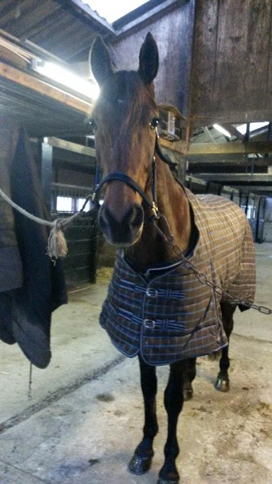 Traver Rain Man H billede 4