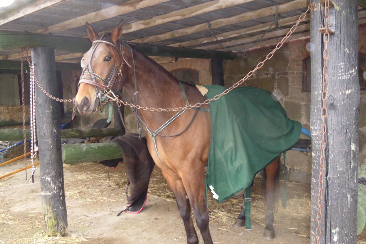 Traver Rain Man H billede 5