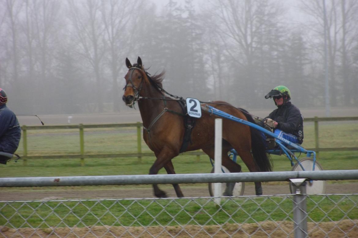 Traver Rain Man H - På Nykøbing Falster travbane billede 6